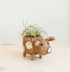 Animal Planter - Baby Pig