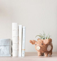 Animal Planter - Baby Pig