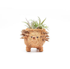 Animal Planter - Baby Hedgehog