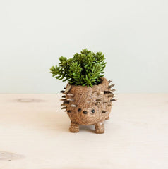 Animal Planter - Baby Hedgehog