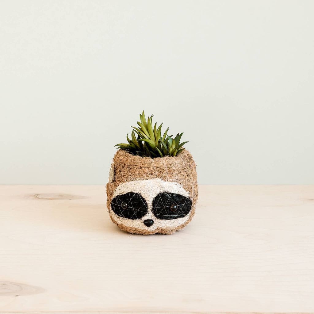 Animal Planter - Mini Pot 3-color Sloth |
